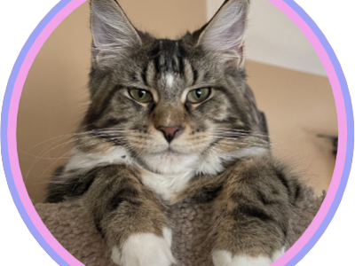 Magichatical Maine Coons