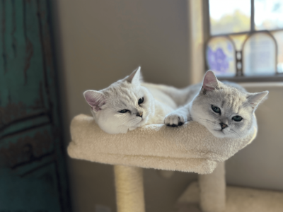 British Estate Cattery