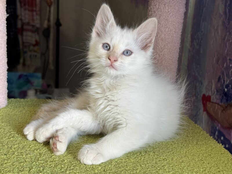 Beautiful Purebred ESA Ragdoll kittens