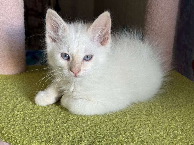 Beautiful Purebred ESA Ragdoll kittens