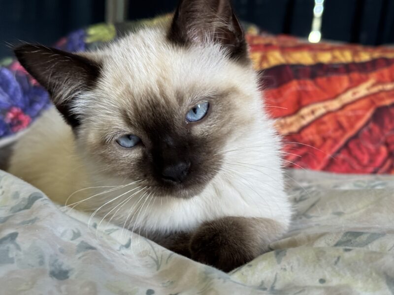 Beautiful Purebred ESA Ragdoll kittens