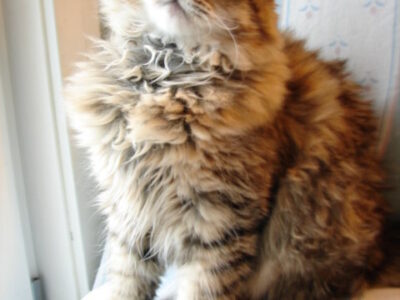 Blest By God Cattery