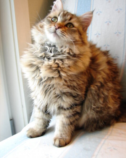 Blest By God Cattery