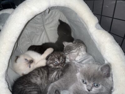 Scottish Fold Kittens For Sale
