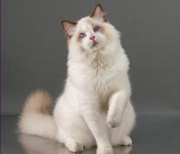 Ivy Rose Ragdolls