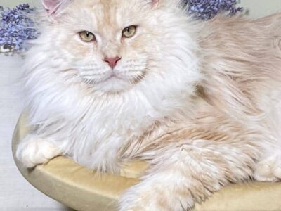 Master Coons Cats - mainecoonkittens.com European Maine Coons