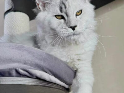 High Noon Maine Coon Cattery