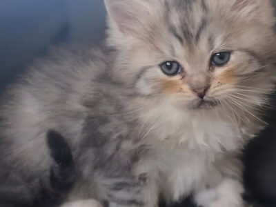 Gray Tabby Female (with orange blushed cheeks), Green Eyes, Ready to go home December 20th