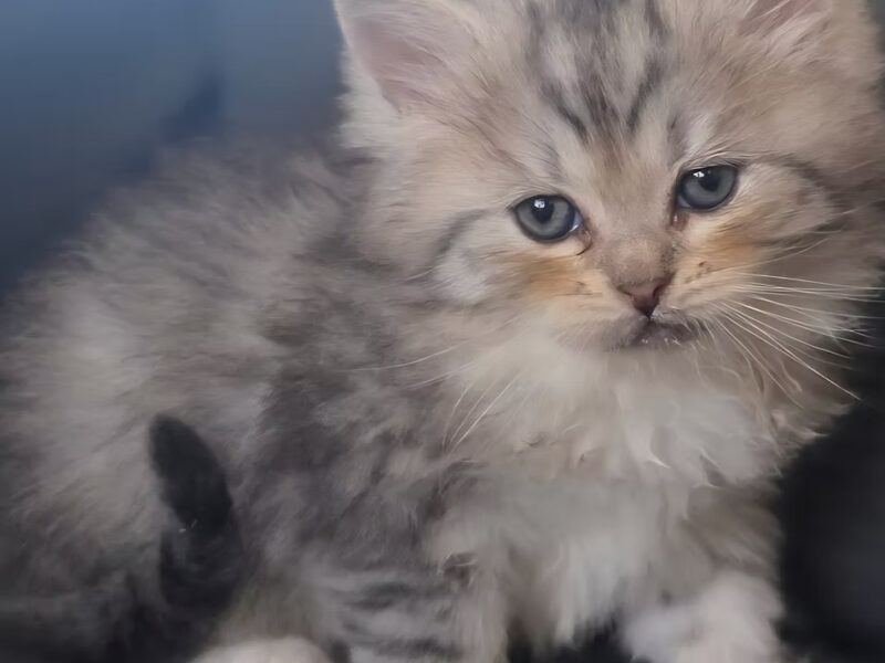 Gray Tabby Female (with orange blushed cheeks), Green Eyes, Ready to go home December 20th