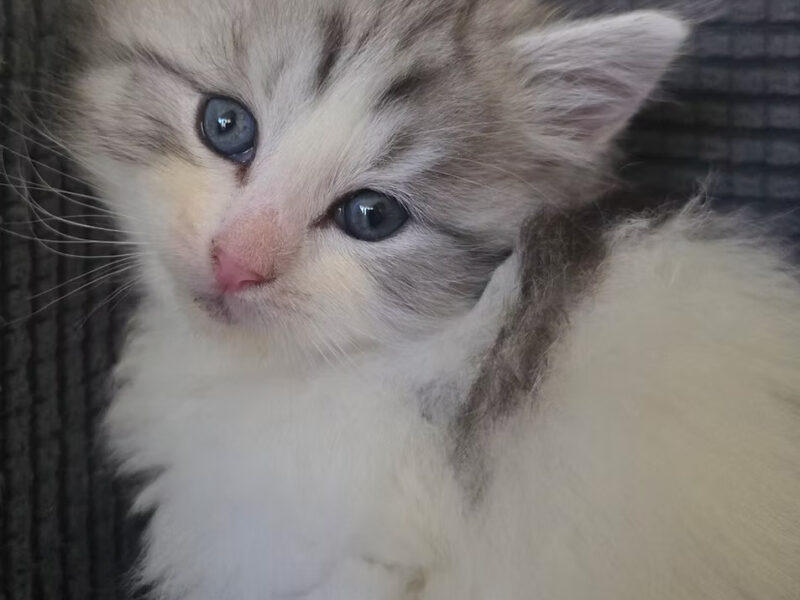 Gray and White Spotted Female, Green Eyes Available December 20th