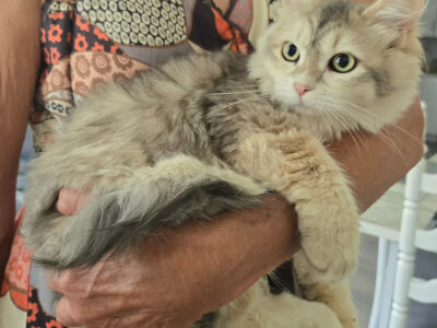 Torbie Female, Green Eyes, 8 months old, SUPER sweet