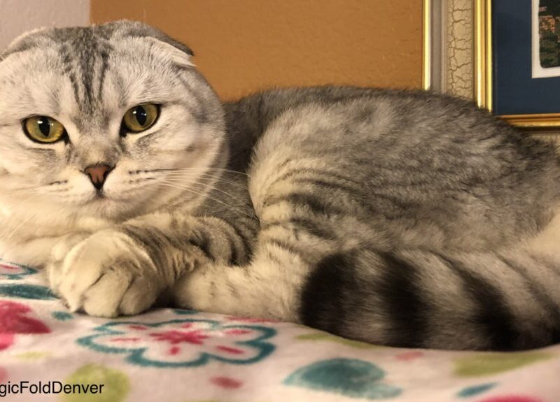 Magic Fold Denver