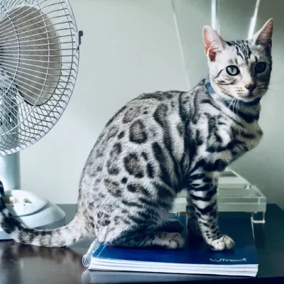 Exotic Bengals of San Diego