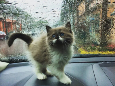 Ragdoll Kittens Currently Available! See link in Description