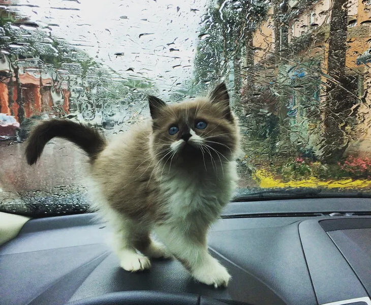 Ragdoll Kittens Currently Available! See link in Description