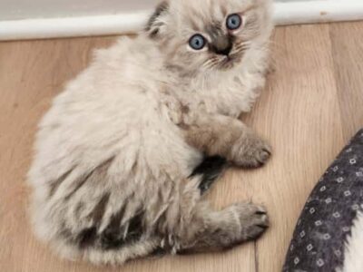 BEAR ~ Scottish Kilt, Fold only