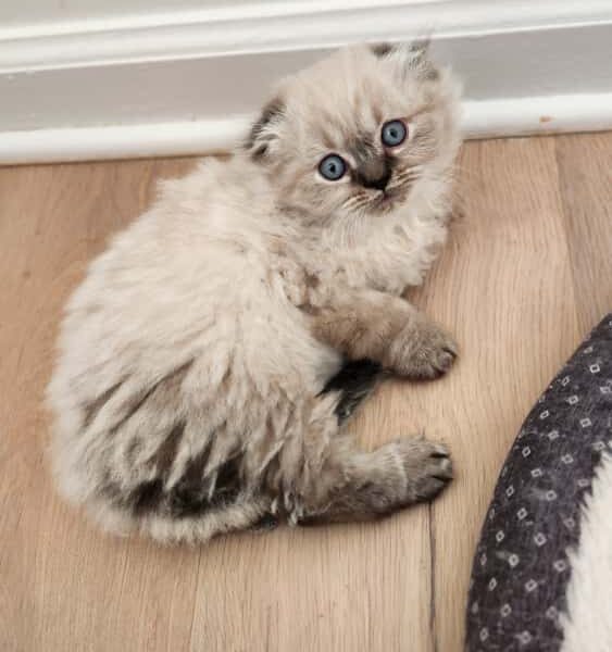 BEAR ~ Scottish Kilt, Fold only