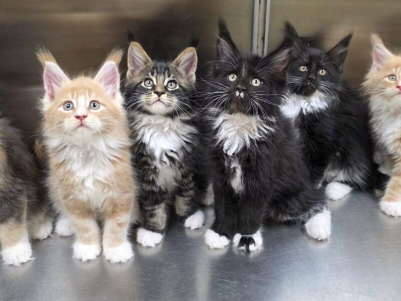 Jellico Dream Maine Coons