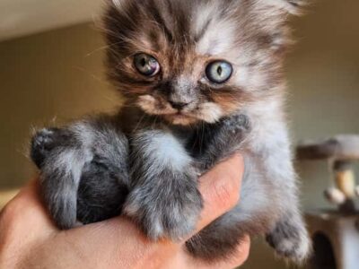 KOALA - Scottish Kilt, Fold only.