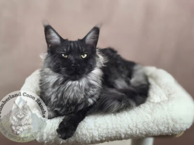 Cumberland Coon Ranch