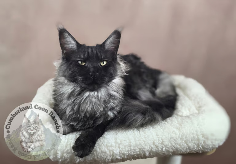 Cumberland Coon Ranch