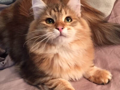 Night Music Siberian Cattery