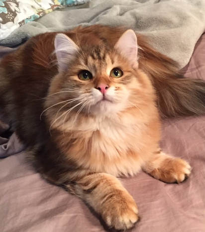 Night Music Siberian Cattery