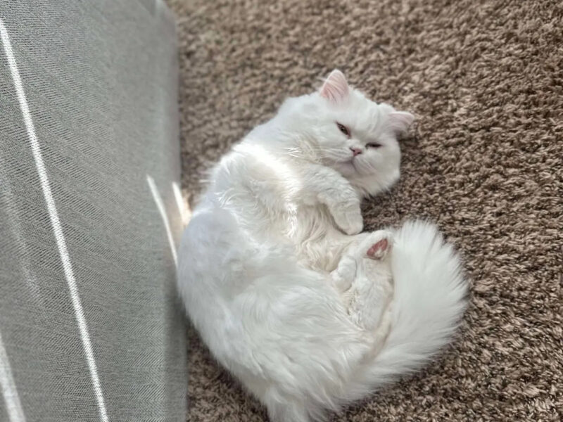 Short Stuff Munchkins, Folds, and More