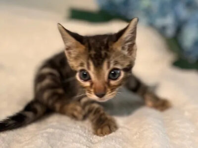 Beautiful Brown Babies