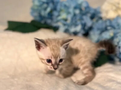 A litter of snows on the way!