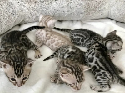 Sweet silvers available for the holidays!