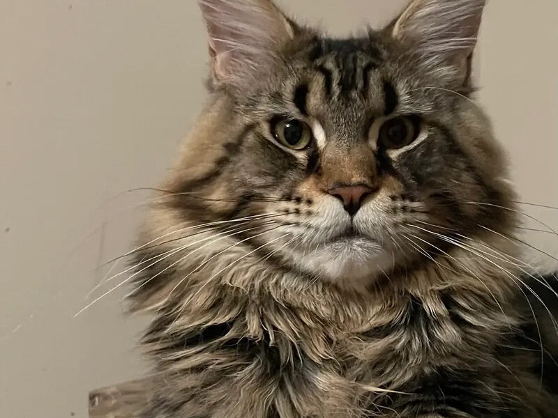 Maine Coon Pride