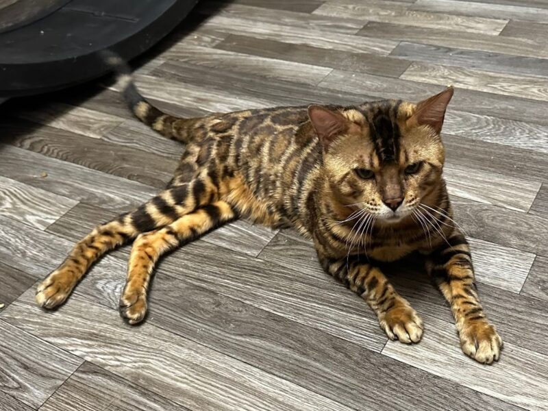 House Of Bengals AZ