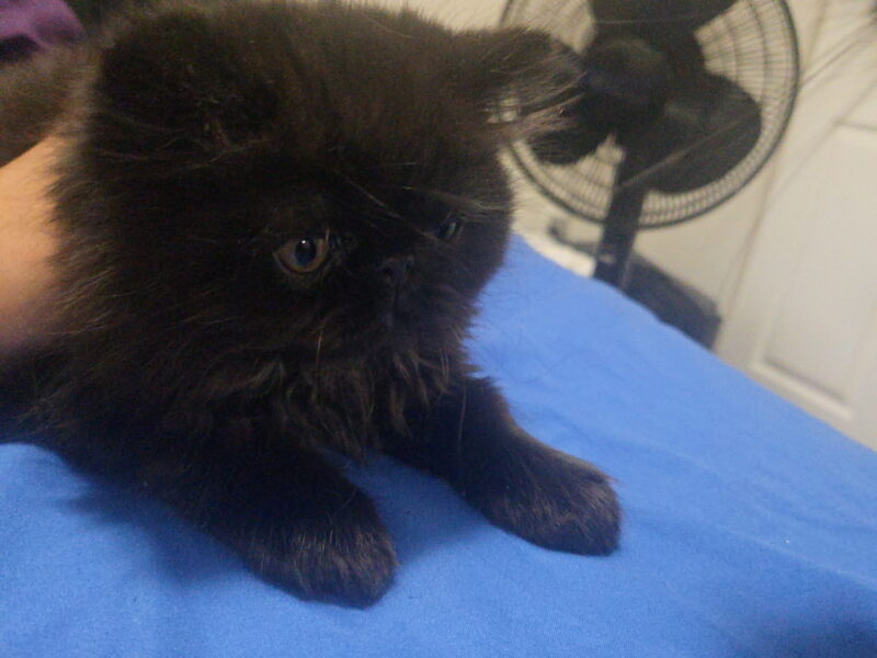 Solid black persian