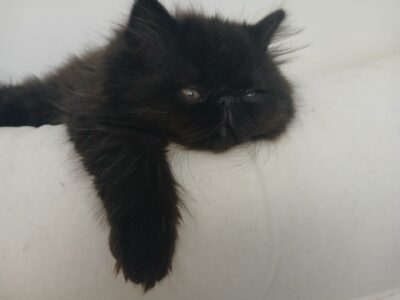 Solid black persian