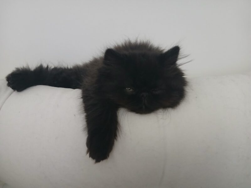 Solid black persian