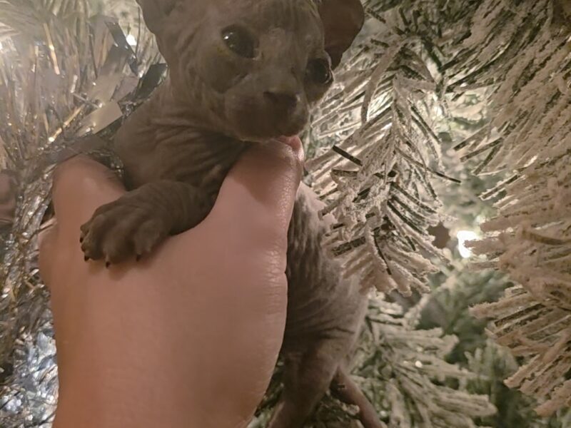 Hairless Sphynx Kittens