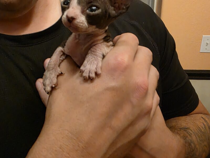 Hairless Sphynx Kittens