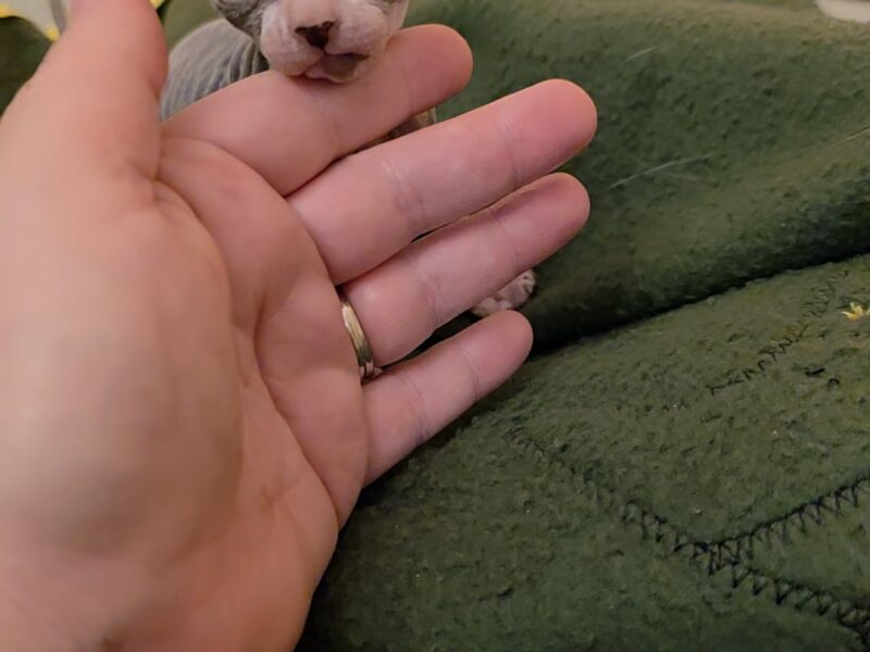 Hairless Sphynx Kittens