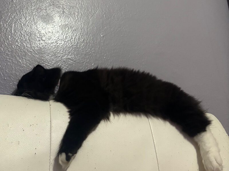 Gentle, Affectionate Boy Looking For A Forever Home