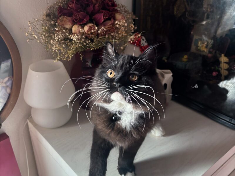 Gentle, Affectionate Boy Looking For A Forever Home