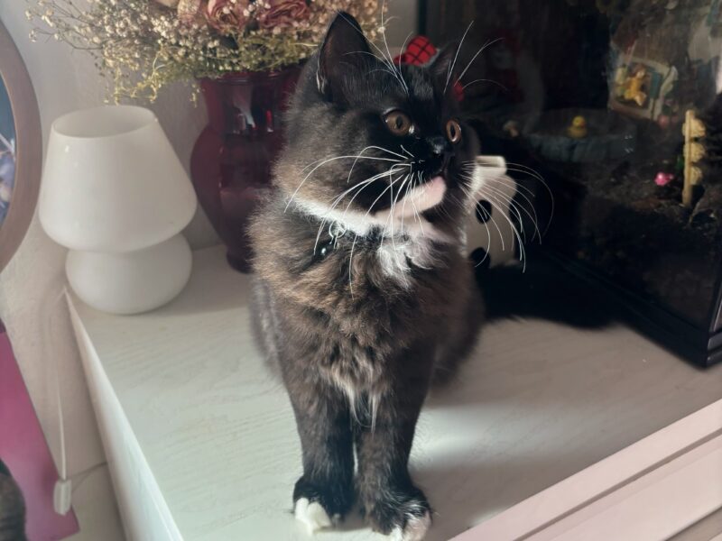 Gentle, Affectionate Boy Looking For A Forever Home