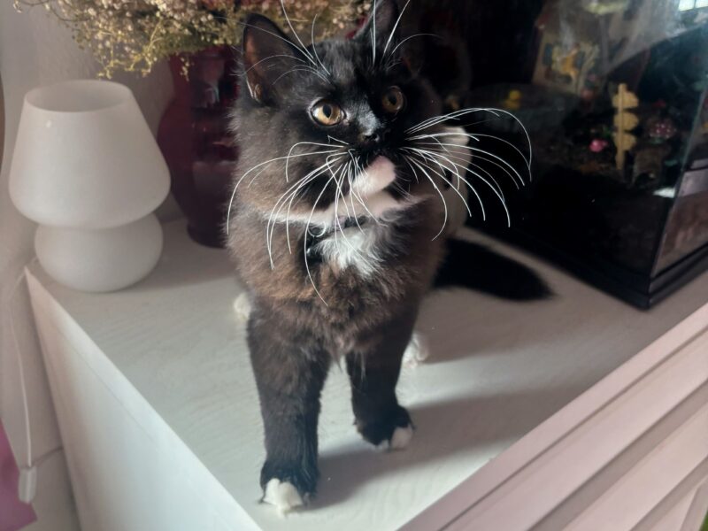 Gentle, Affectionate Boy Looking For A Forever Home