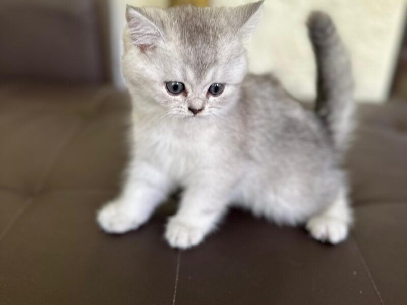 Schottish fold and straight