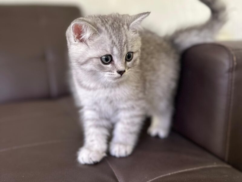 Schottish fold and straight