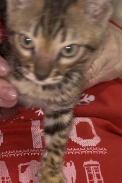 Xmas Litter of Bengal Kittens