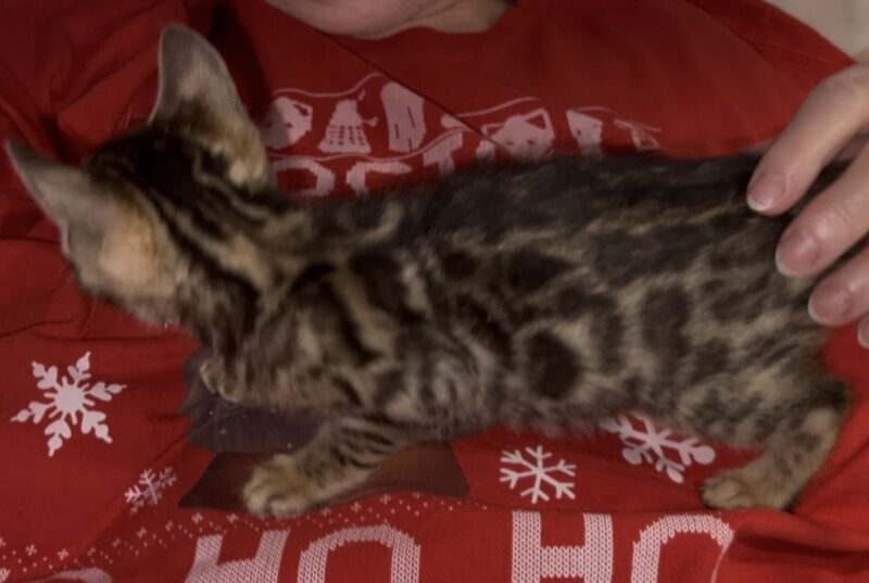 Xmas Litter of Bengal Kittens