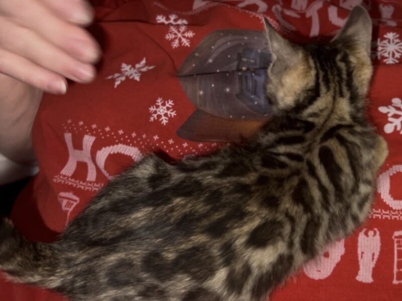 Xmas Litter of Bengal Kittens