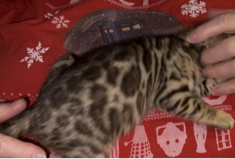 Xmas Litter of Bengal Kittens