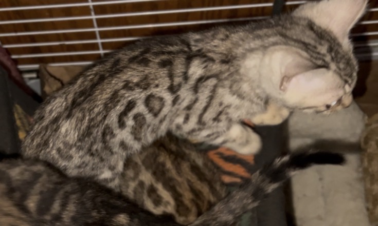 Xmas Litter of Bengal Kittens